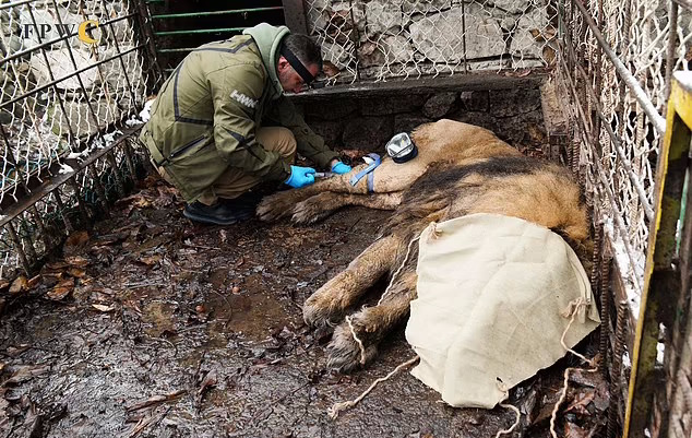 تلاش برای بازگرداندن صدای غرش شیر نجات یافته از باغ وحش متروکه الیگارش روسی