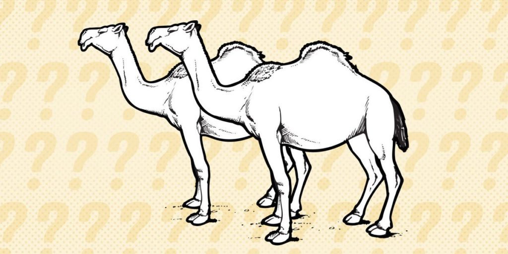معمای جالب مسابقه شترها که مغزتان را به چالش می‌کشد