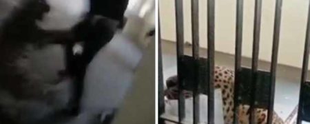 ورود یوزپلنگ وحشی به دادگاهی در هند باعث جراحات مرگبار چندین نفر شد + ویدیو