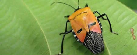 «آدولف هیتلر»؛ نام جدید حشره‌ای بدبو که طرح پشتش شبیه چهره هیتلر است