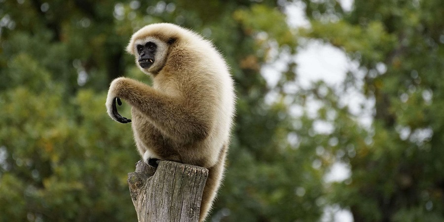 معمای باردار شدن میمون ماده تنهای باغ وحش ژاپن بالاخره حل شد!