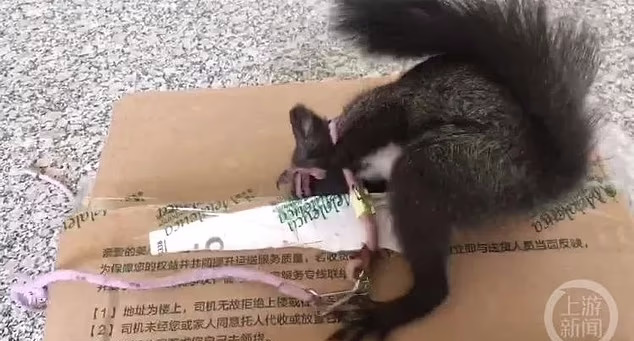 آموزش سنجاب های موادیاب برای اولین بار در چین + ویدیو
