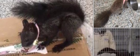 آموزش سنجاب های موادیاب توسط پلیس چین + ویدیو