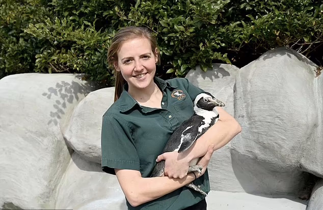 زندگی عاشقانه پیرترین پنگوئن آفریقایی جهان