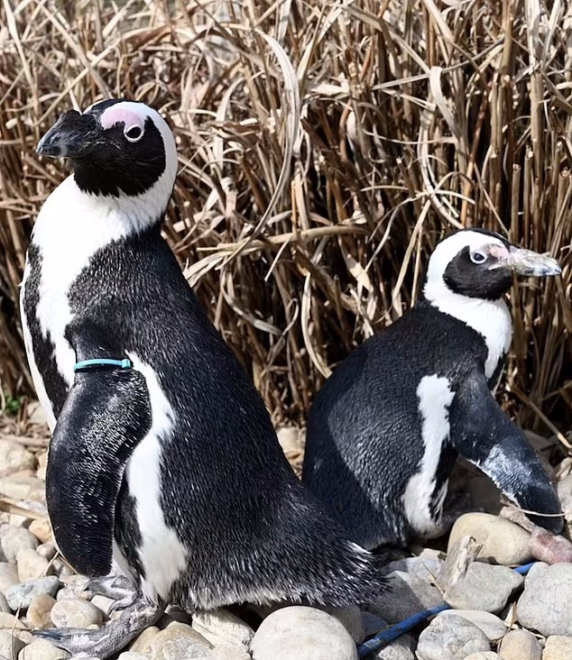 ویژگی های متفاوت پیرترین پنگوئن آفریقایی جهان با ۴۳ سال سن