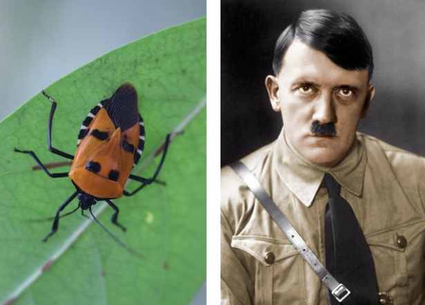 نامگذاری حشره ای بدبو به نام «آدولف هیتلر»