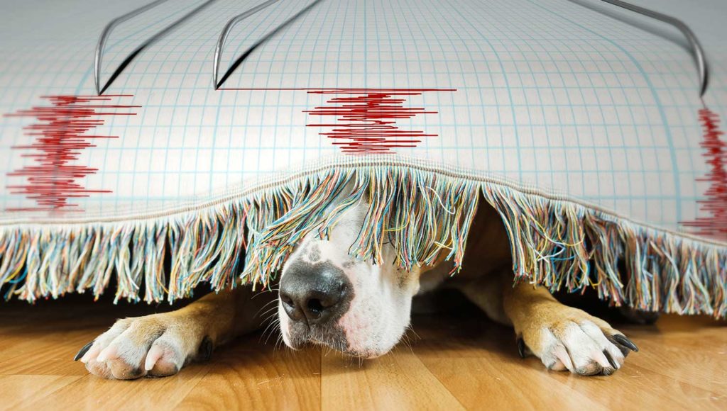 آیا حیوانات زودتر متوجه وقوع قریب الوقوع زلزله می شوند؟