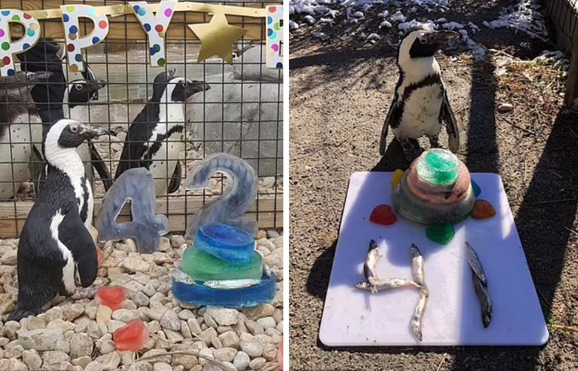 ویژگی های متفاوت پیرترین پنگوئن آفریقایی جهان با ۴۳ سال سن