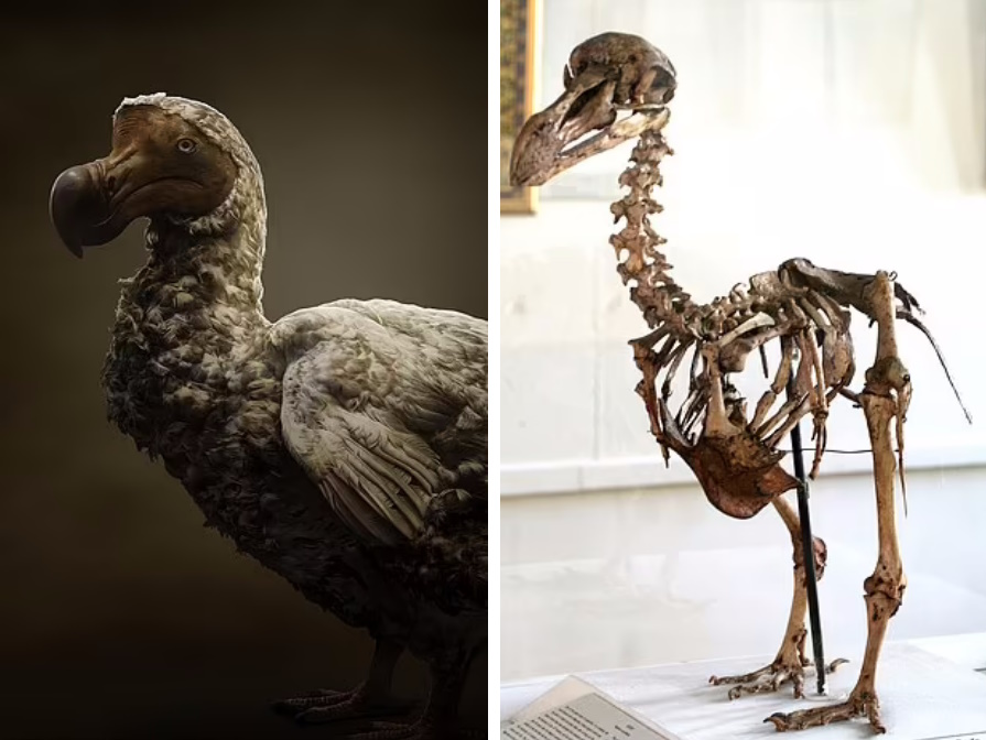 پروژه دانشمندان برای بازگرداندن «دودو» پرنده ای که ۳۵۰ سال پیش منقرض شده است