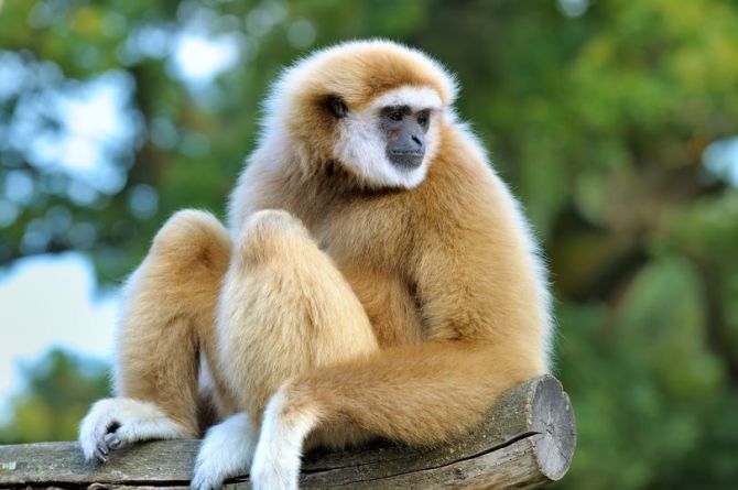 معمای باردار شدن میمون ماده تنها در باغ وحشی در ژاپن