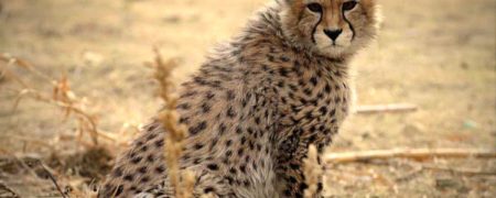 «پیروز» از دنیا رفت؛ واکنش ها به مرگ توله یوز محبوب ایرانی ها + ویدیو