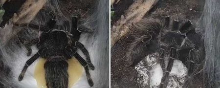 تصاویری جدید از تخم‌گذاری عجیب یک رتیل که پیش از این دیده نشده است + ویدیو