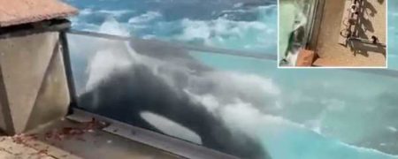 مرگ تنهاترین نهنگ جهان پس از چند دهه زندگی در تنهایی در سن ۴۷ سالگی + ویدیو 