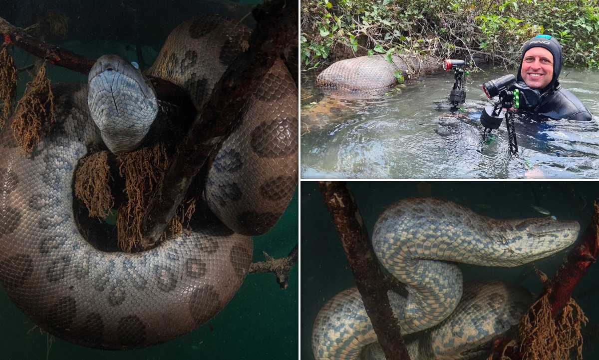 عکس های ترسناک از مار آناکوندا زیر آب + تصاویر