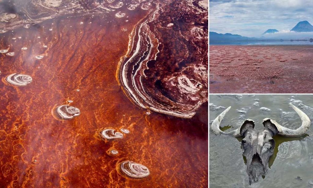 دریاچه‌ای عجیب و غریب در تانزانیا که هر موجودی را به سنگ تبدیل می‌کند
