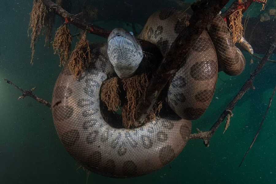 عکس های ترسناک از مار آناکوندا زیر آب 