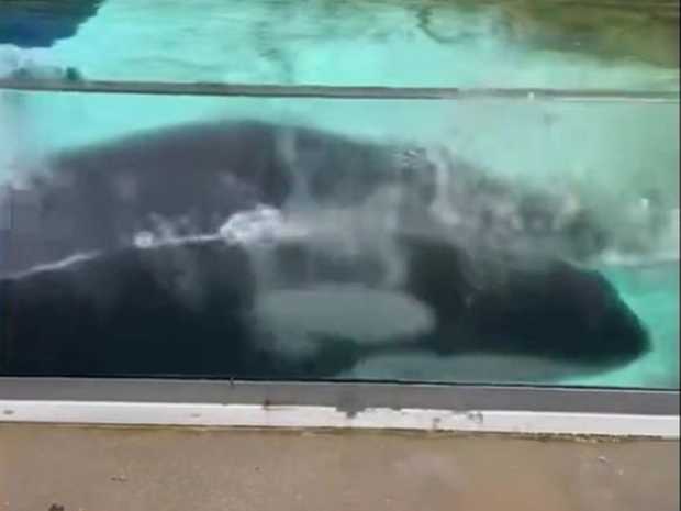 زندگی و مرگ تنهاترین نهنگ اورکای جهان
