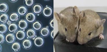 دانشمندان توانستند از ژن‌های دو موش نر، بچه موش‌های سالم به وجود بیاورند