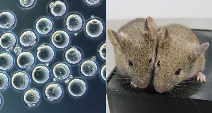 دانشمندان توانستند از ژن‌های دو موش نر، بچه موش‌های سالم به وجود بیاورند