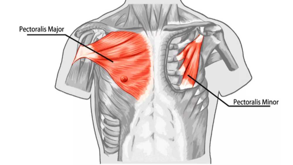 بهترین حرکت ها برای تقویت عضلات سینه