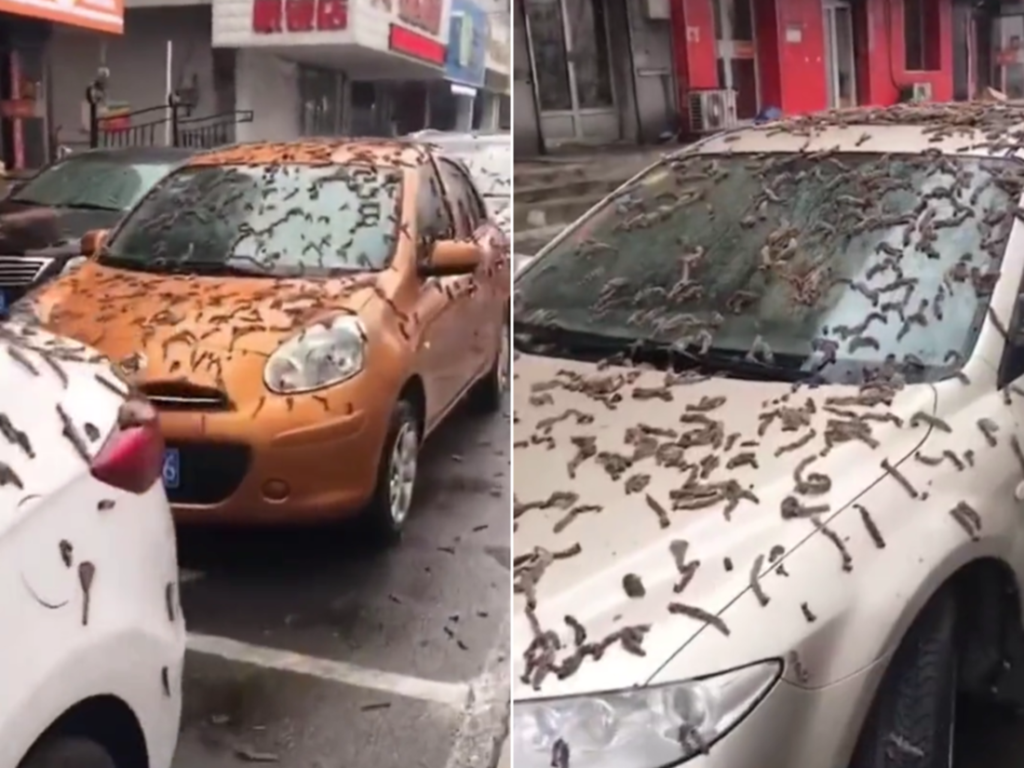 صحنه هایی عجیب از بارش کرم خاکی در شهری در چین + ویدیو