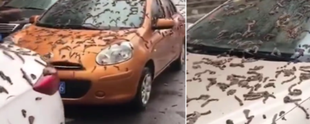 صحنه هایی عجیب از بارش کرم خاکی در شهری در چین + ویدیو