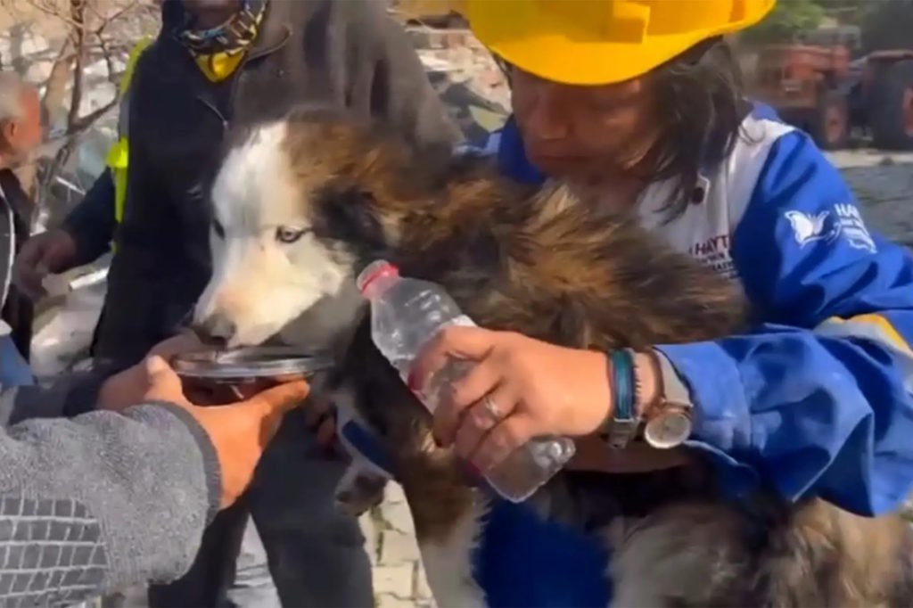 نجات یک هاسکی بعد از ۲۳ روز از زیر آوار زلزله ترکیه + ویدیو