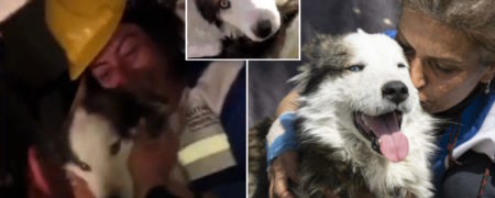 معجزه نجات یک سگ هاسکی بعد از ۲۳ روز از زیر آوار زلزله ویرانگر ترکیه [تماشا کنید]