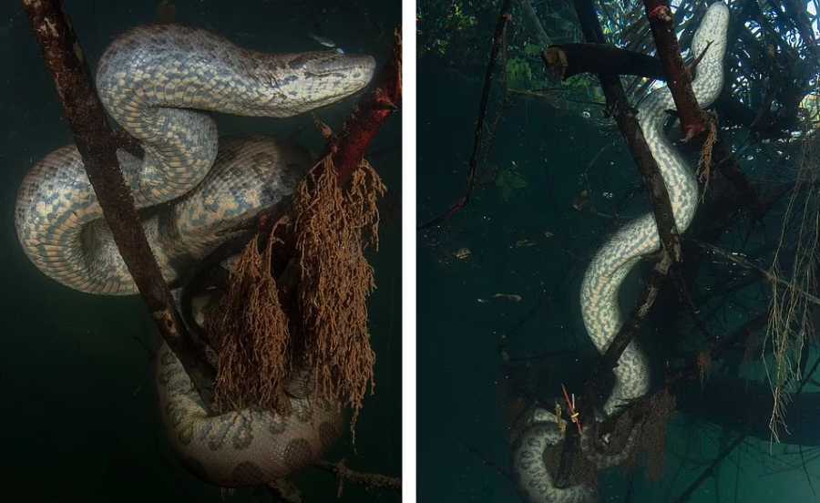 عکس های ترسناک از مار آناکوندا زیر آب 