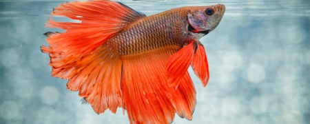 علت آمدن ماهی های آکواریوم به سطح آب چیست؟