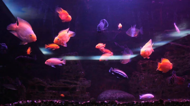 چرا ماهی های آکواریوم به روی آب می آیند؟