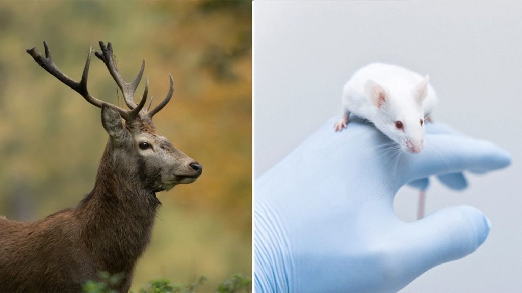 محققان روی پیشانی موش ها شاخ گوزن رشد دادند؛ امید به رشد دوباره دست و پا در انسان
