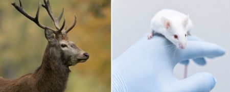 محققان روی پیشانی موش ها شاخ گوزن رشد دادند؛ امید به رشد دوباره دست و پا در انسان