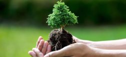 چگونه درخت بکاریم؟ آموزش کاشت درخت به روش اصولی