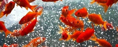 نحوه نگهداری از ماهی قرمز شب عید