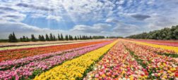 کدام کشورها بیشترین صادرات گل در جهان را دارند
