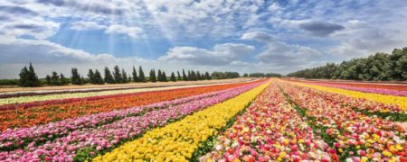 کدام کشورها بزرگترین صادرکنندگان گل در جهان هستند + اینفوگرافیک