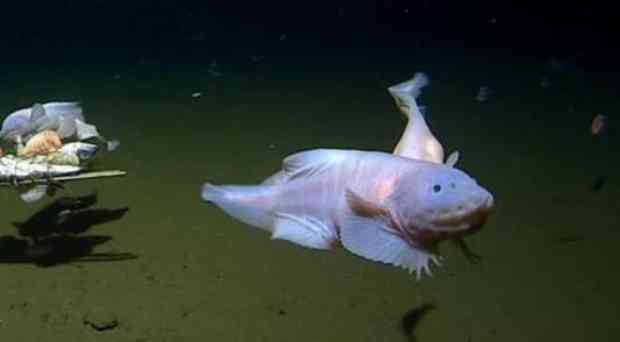 دانشمندان از حلزون ماهی ای در عمیق ترین سطح دریا فیلم گرفته اند 