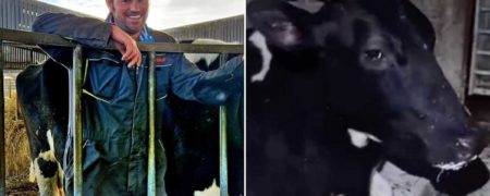 گاو تنبلی که خودش را به خواب می زند تا دوشیدن شیرش را به تاخیر بیاندازد + ویدیو