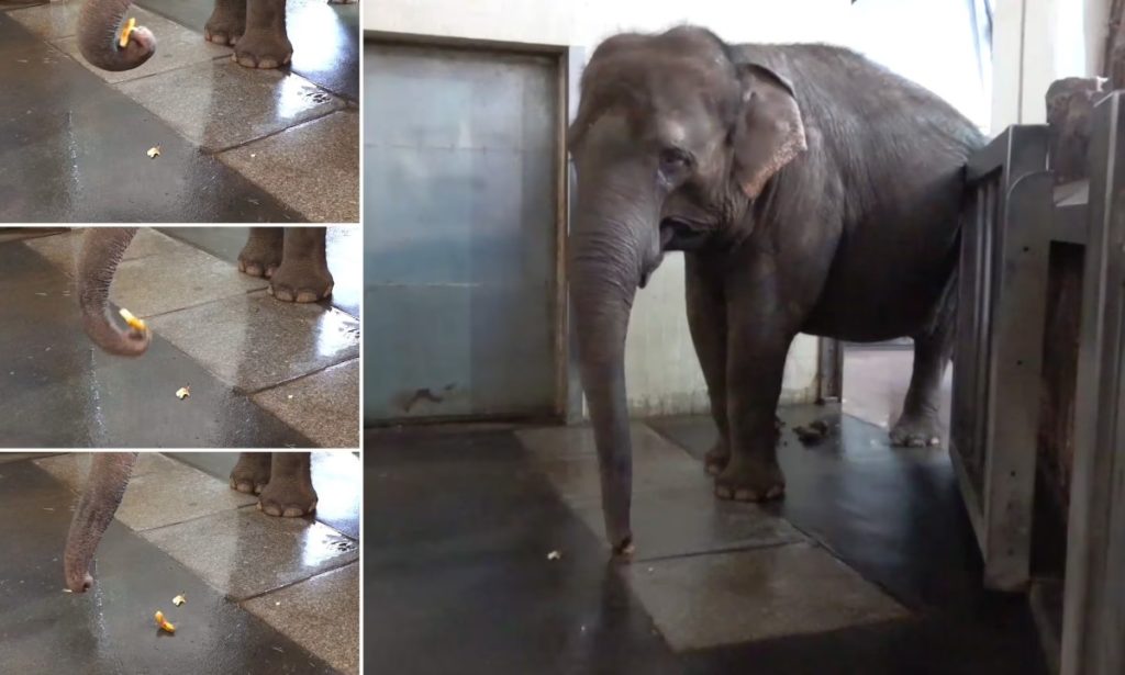 مورد عجیب فیلی که یاد گرفته موز را پوست بکند + ویدیو