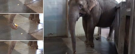 مورد عجیب فیلی که یاد گرفته موز را پوست بکند + ویدیو