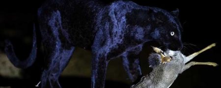 عکس هایی بی نظیر از پلنگ سیاه کنیا که برای اولین بار ثبت شده است + تصاویر