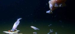 انتشار اولین تصاویر از ماهی هایی که در عمیق ترین نقطه اقیانوس زندگی می کنند + ویدیو