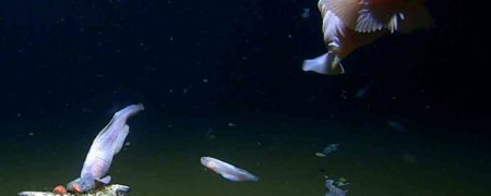 انتشار اولین تصاویر از ماهی هایی که در عمیق ترین نقطه اقیانوس زندگی می کنند + ویدیو