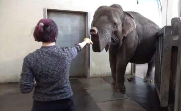 پوست کندن موز توسط یک فیل در باغ وحش برلین
