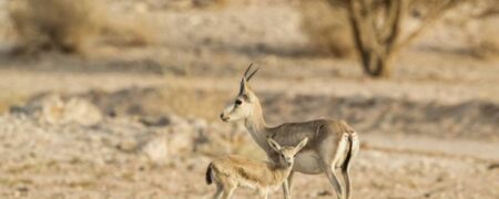 اولین نسل بز کوهی عربی پس  از ۹۰ سال در شهر NEOM عربستان سعودی متولد شد