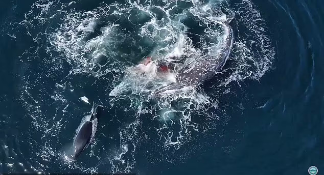 ویدیو تکان دهنده حمله ۳۰ نهنگ قاتل به ۲ نهنگ خاکستری و پایانی شگفت انگیز + ویدیو