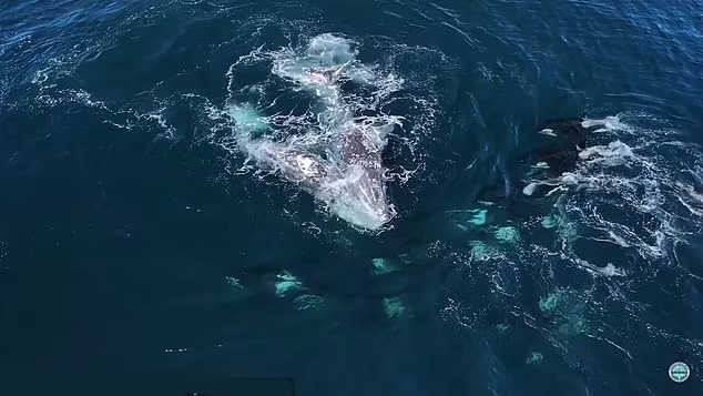 ویدیو تکان دهنده حمله ۳۰ نهنگ قاتل به ۲ نهنگ خاکستری و پایانی شگفت انگیز + ویدیو