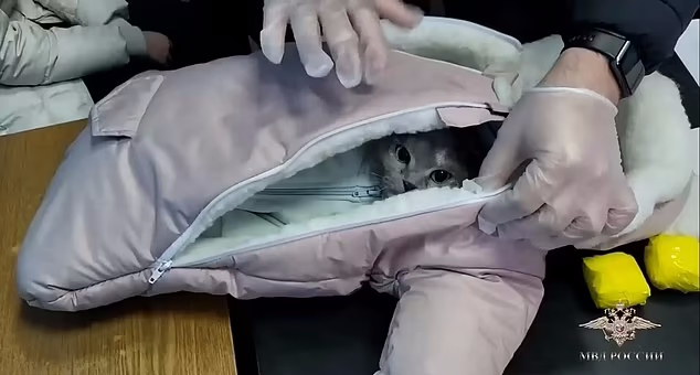 پوشاندن لباس نوزاد به یک گربه توسط یک زن برای جاسازی مواد مخدر + ویدیو
