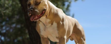 معرفی ۱۰ نژاد سگ عضلانی فوق العاده قدرتمند